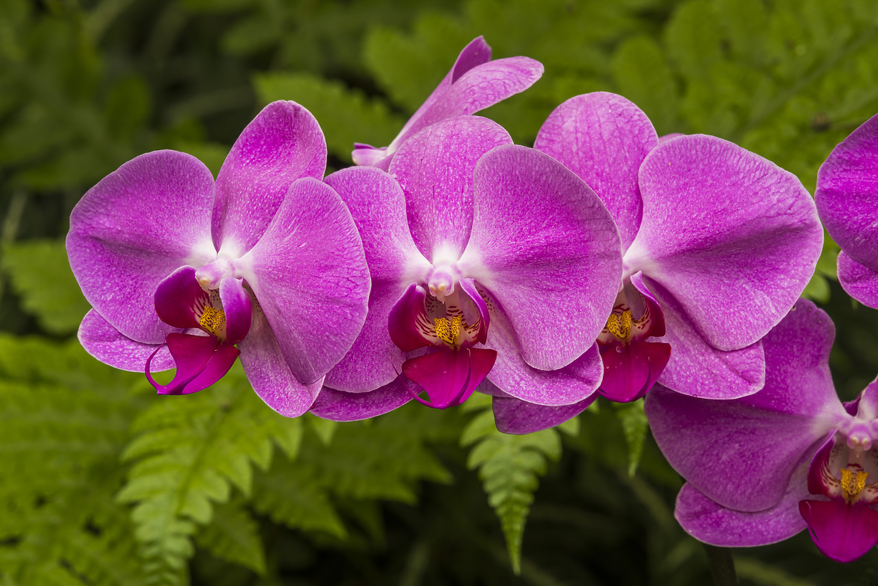 #170198-1 - Orchid, LA Arboretum, Los Angeles, California, USA