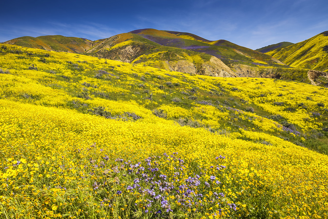 #170247-1 - Super Bloom of Wildflwowers, Carrizo Plain National Monument, California, USA