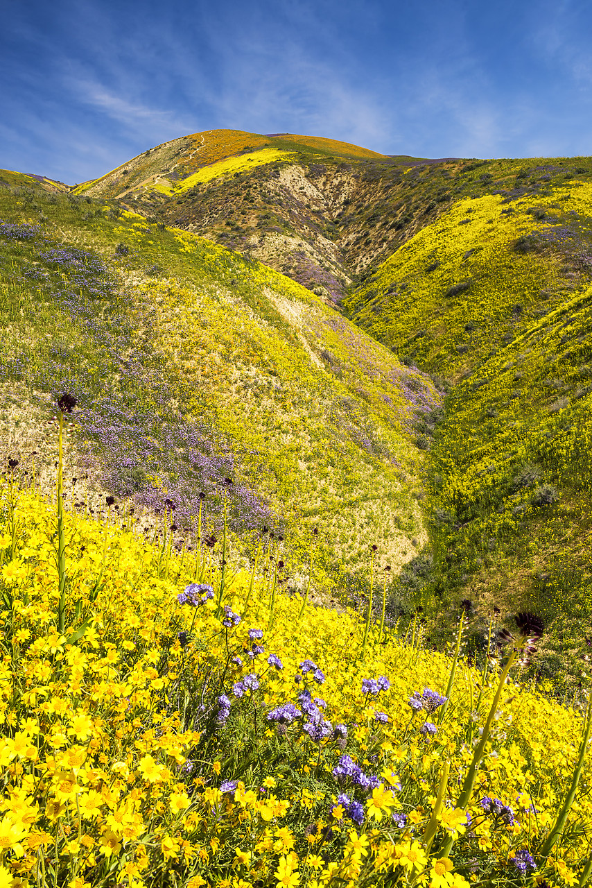 #170248-1 - Super Bloom of Wildflwowers, Carrizo Plain National Monument, California, USA