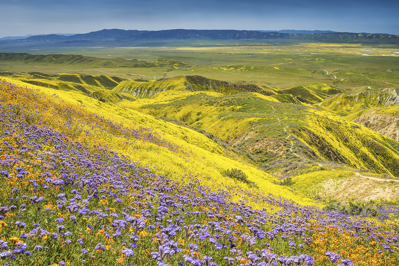 #170250-1 - Super Bloom of Wildflwowers, Carrizo Plain National Monument, California, USA