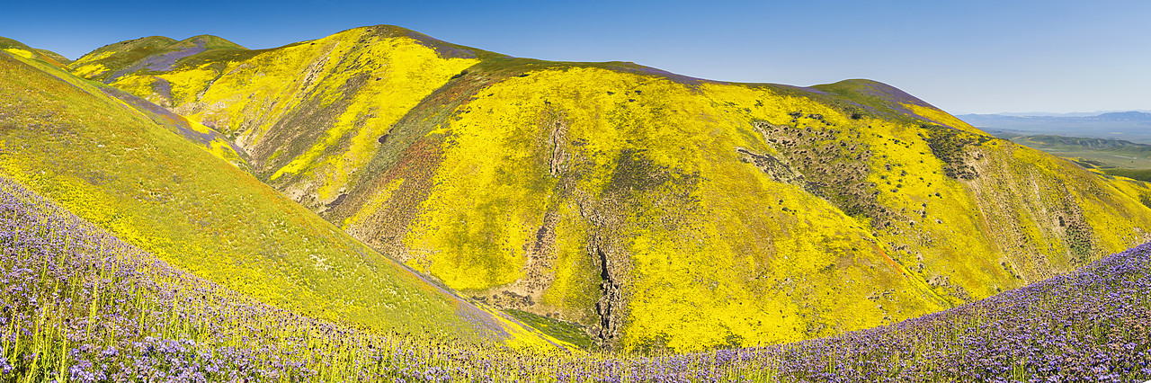 #170251-1 - Super Bloom of Wildflwowers, Carrizo Plain National Monument, California, USA