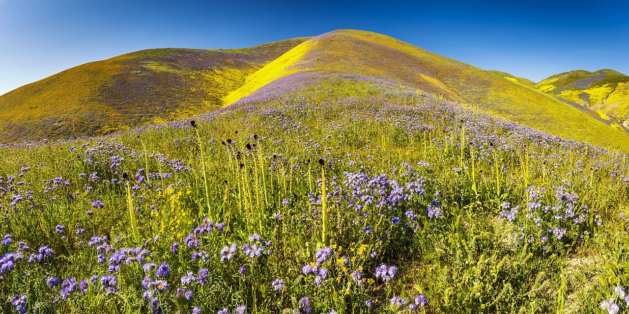 #170252-1 - Super Bloom of Wildflwowers, Carrizo Plain National Monument, California, USA