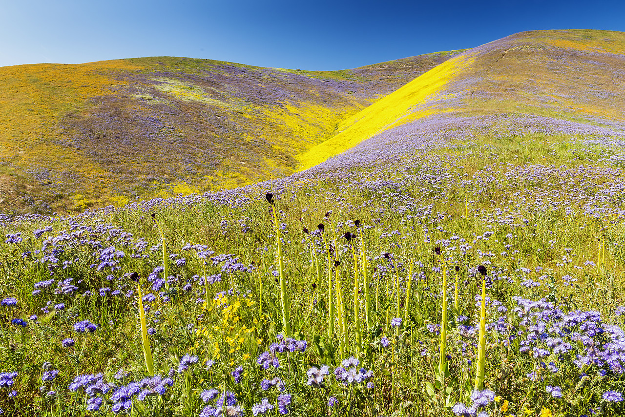 #170253-1 - Super Bloom of Wildflwowers, Carrizo Plain National Monument, California, USA