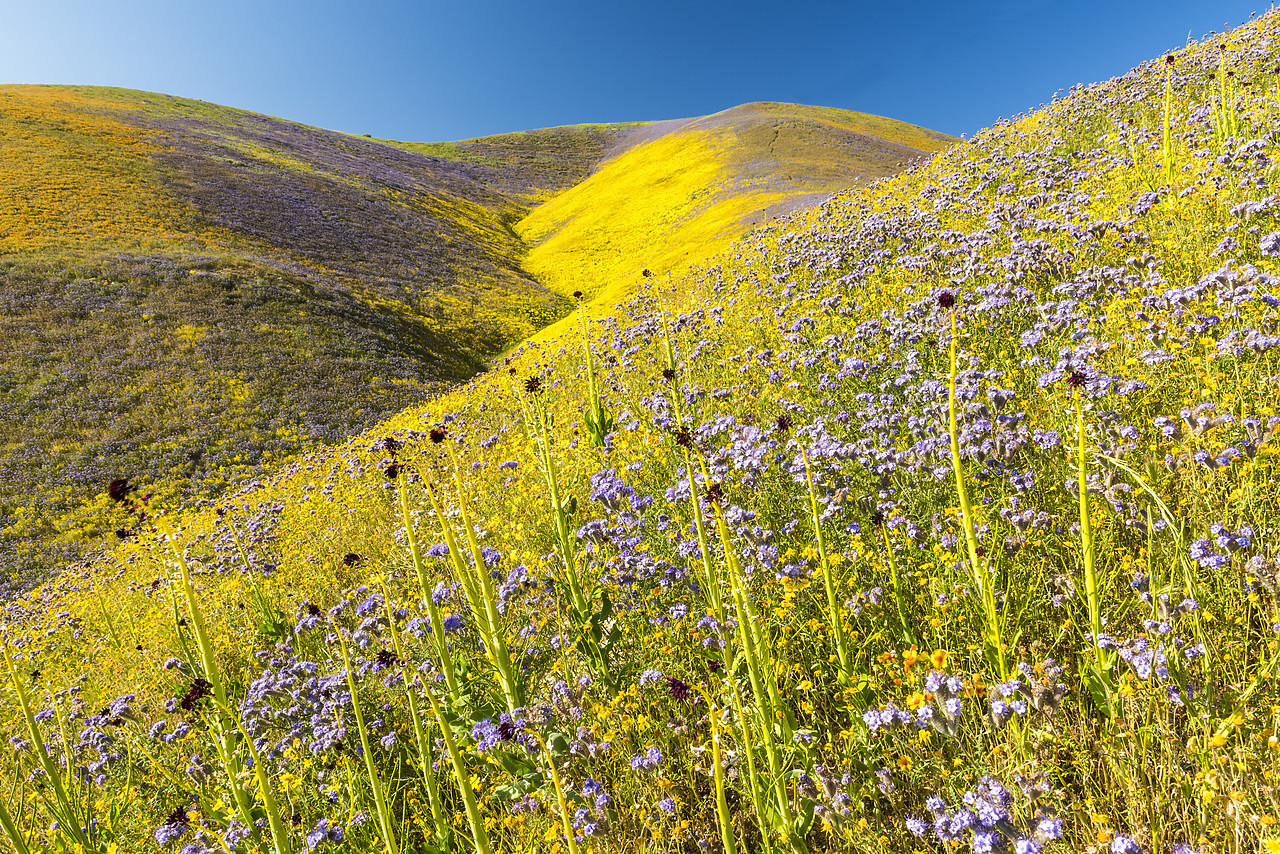 #170254-1 - Super Bloom of Wildflwowers, Carrizo Plain National Monument, California, USA