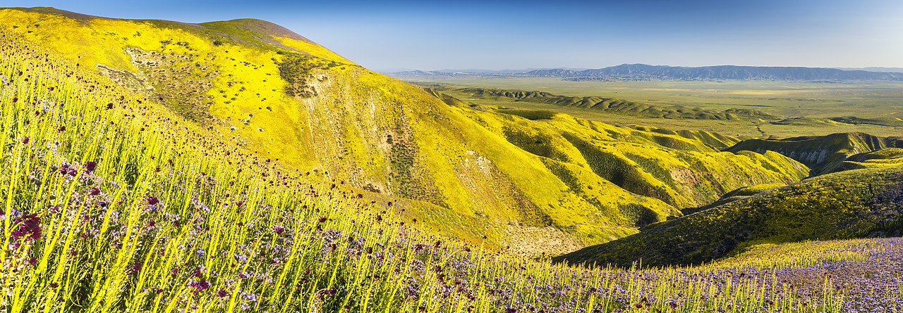 #170256-1 - Super Bloom of Wildflwowers, Carrizo Plain National Monument, California, USA