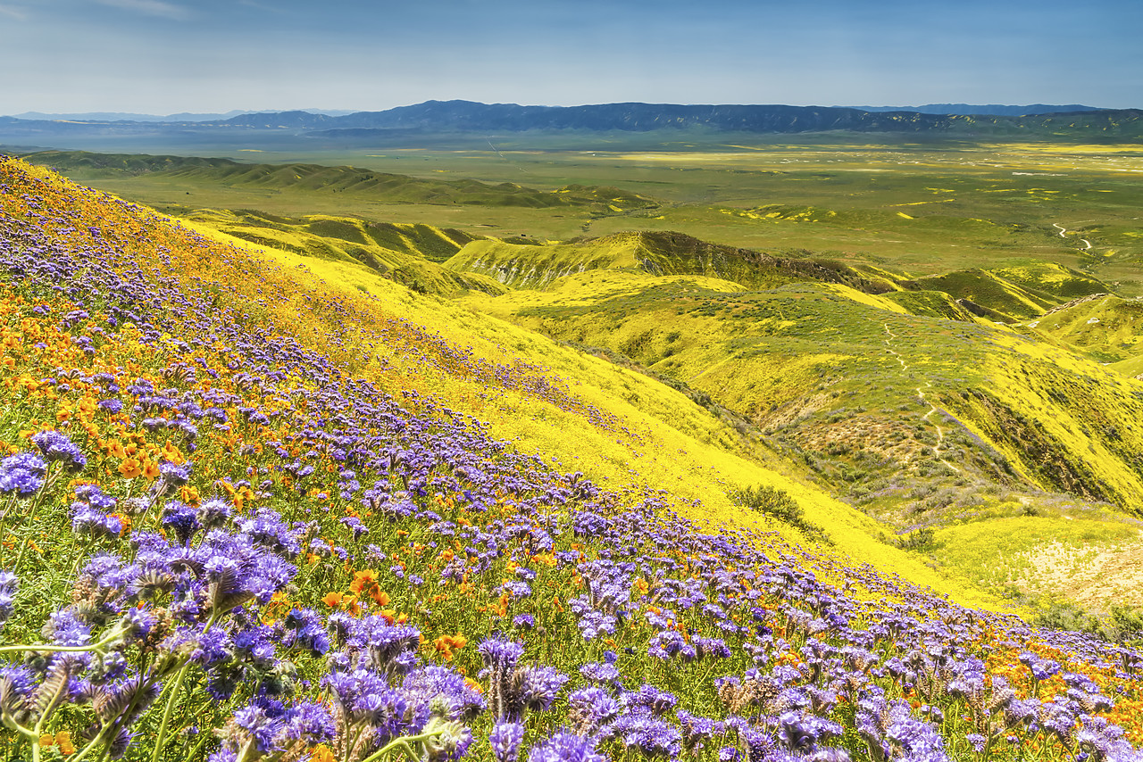 #170258-1 - Super Bloom of Wildflwowers, Carrizo Plain National Monument, California, USA