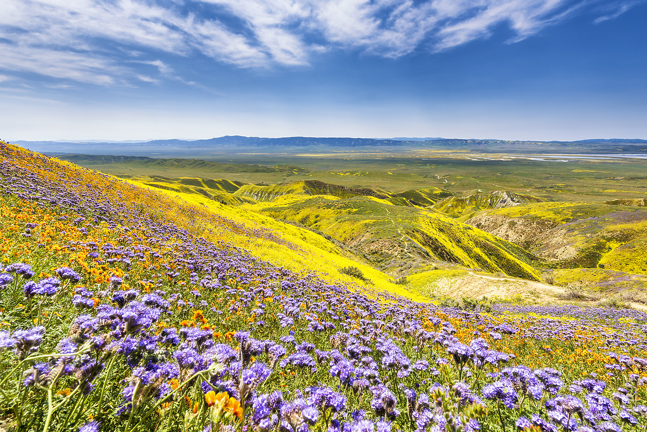 #170259-1 - Super Bloom of Wildflwowers, Carrizo Plain National Monument, California, USA