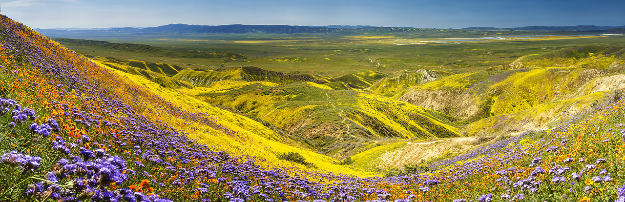 #170260-1 - Super Bloom of Wildflwowers, Carrizo Plain National Monument, California, USA