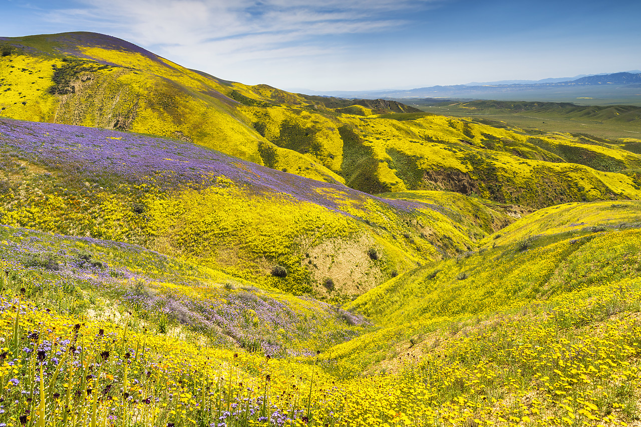 #170261-1 - Super Bloom of Wildflwowers, Carrizo Plain National Monument, California, USA