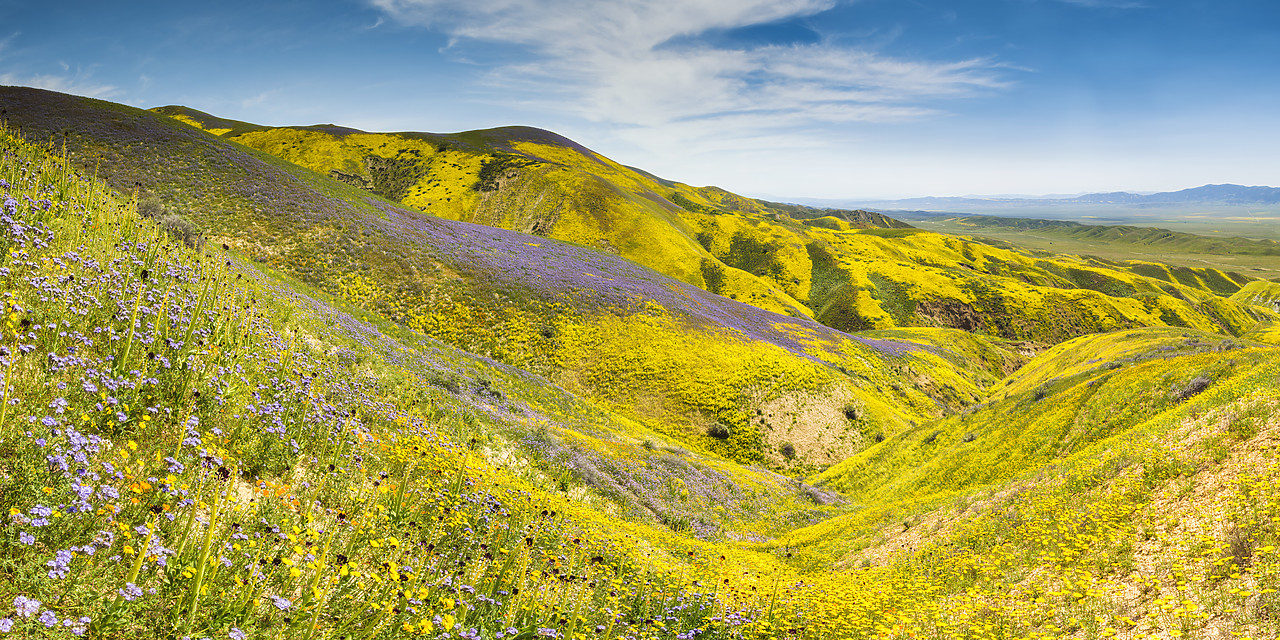 #170261-2 - Super Bloom of Wildflwowers, Carrizo Plain National Monument, California, USA