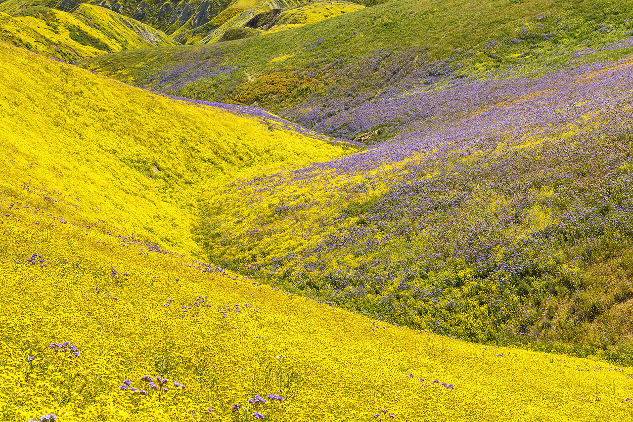 #170263-1 - Super Bloom of Wildflwowers, Carrizo Plain National Monument, California, USA