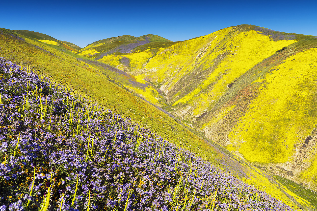 #170264-1 - Super Bloom of Wildflwowers, Carrizo Plain National Monument, California, USA