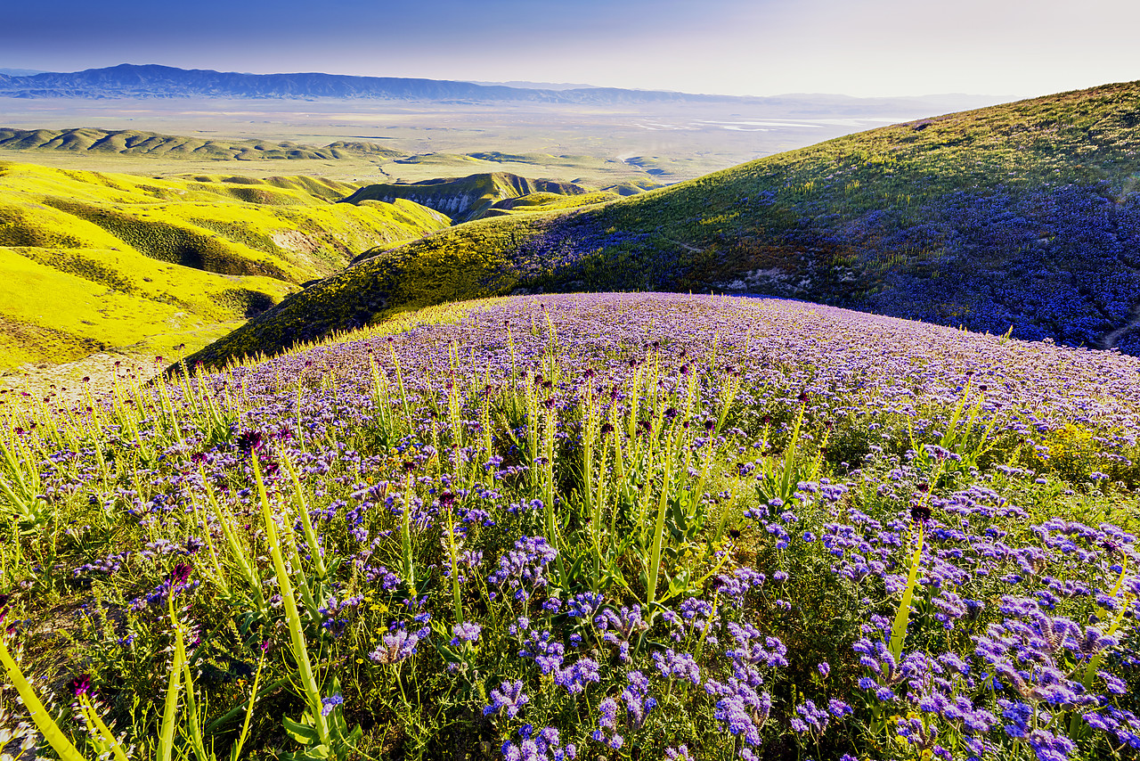 #170265-1 - Super Bloom of Wildflwowers, Carrizo Plain National Monument, California, USA