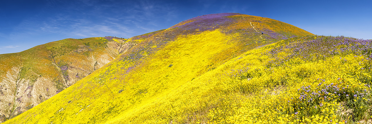 #170266-1 - Super Bloom of Wildflwowers, Carrizo Plain National Monument, California, USA