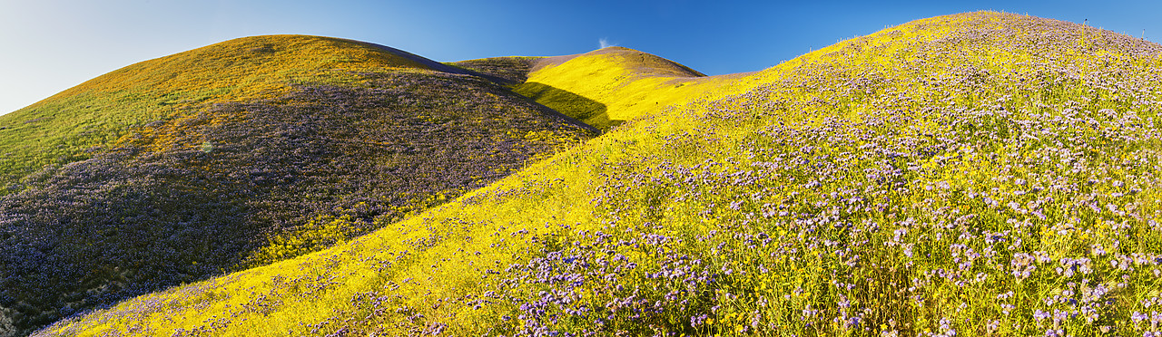 #170267-1 - Super Bloom of Wildflwowers, Carrizo Plain National Monument, California, USA