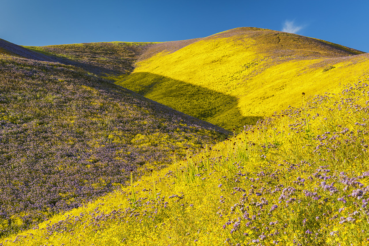 #170268-1 - Super Bloom of Wildflwowers, Carrizo Plain National Monument, California, USA