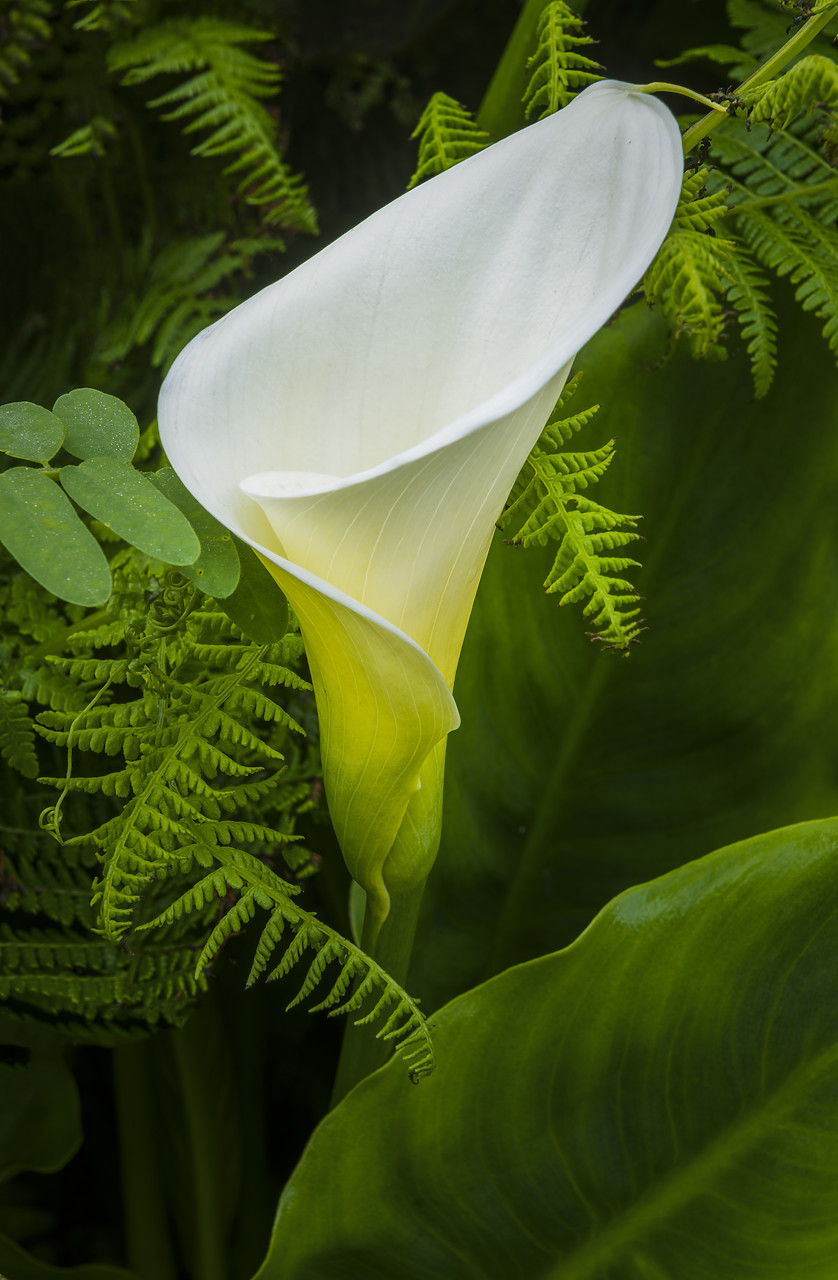#170275-1 - Calla Lily, Garrapata State Park, California, USA