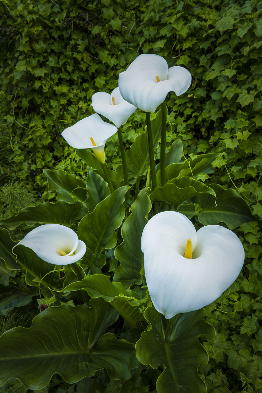 #170276-1 - Calla Lilies, Garrapata State Park, California, USA