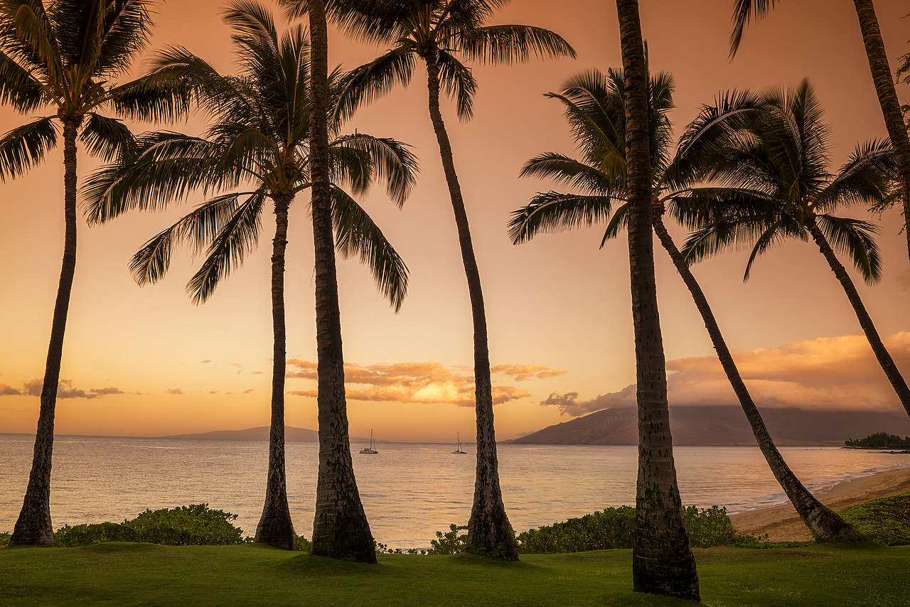 #170426-1 - Palm Trees at Sunset, Kamaole Beach Park, Kihei, Maui, Hawaii, USA