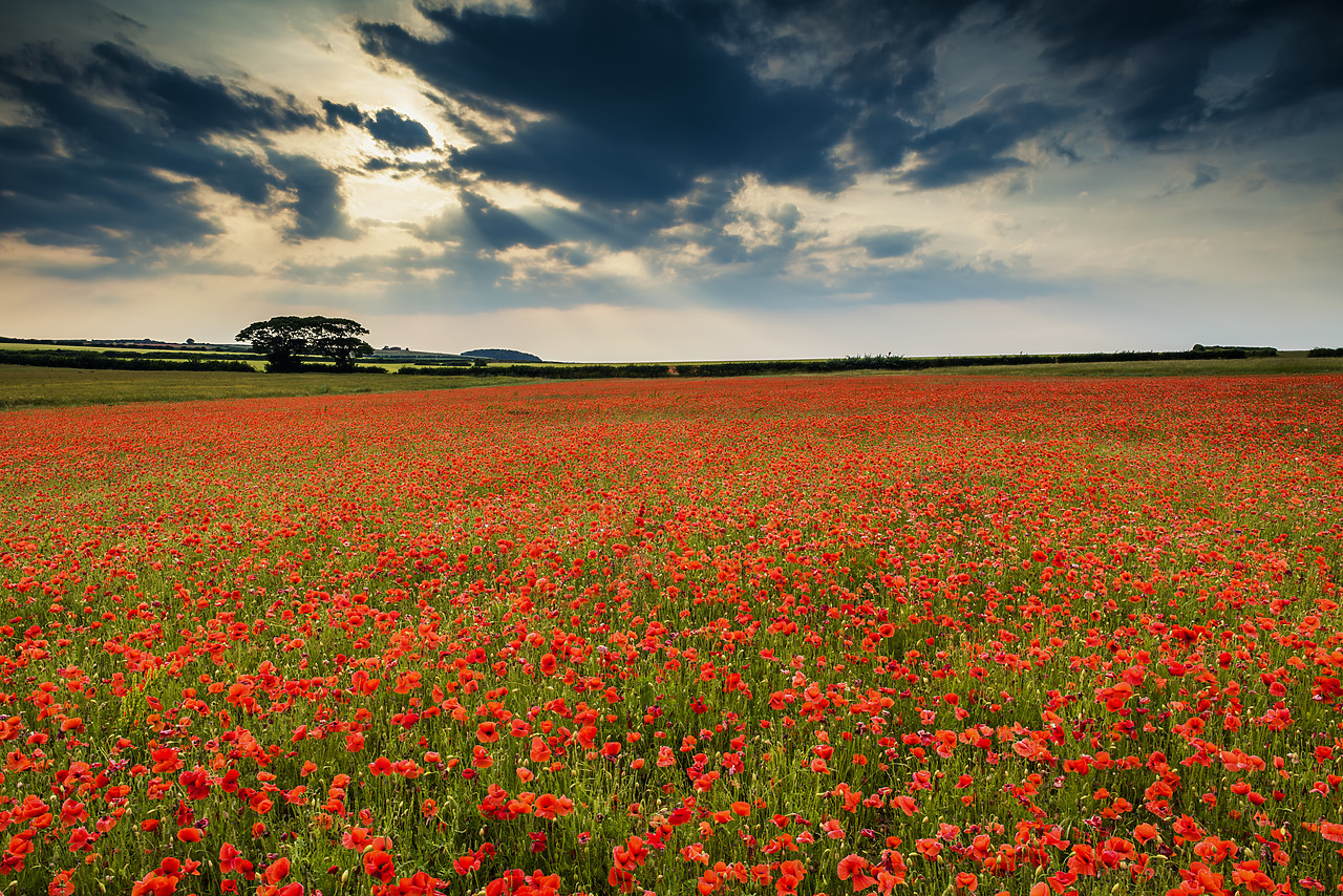 #170428-1 - Field of Poppies, North Norfolk, England