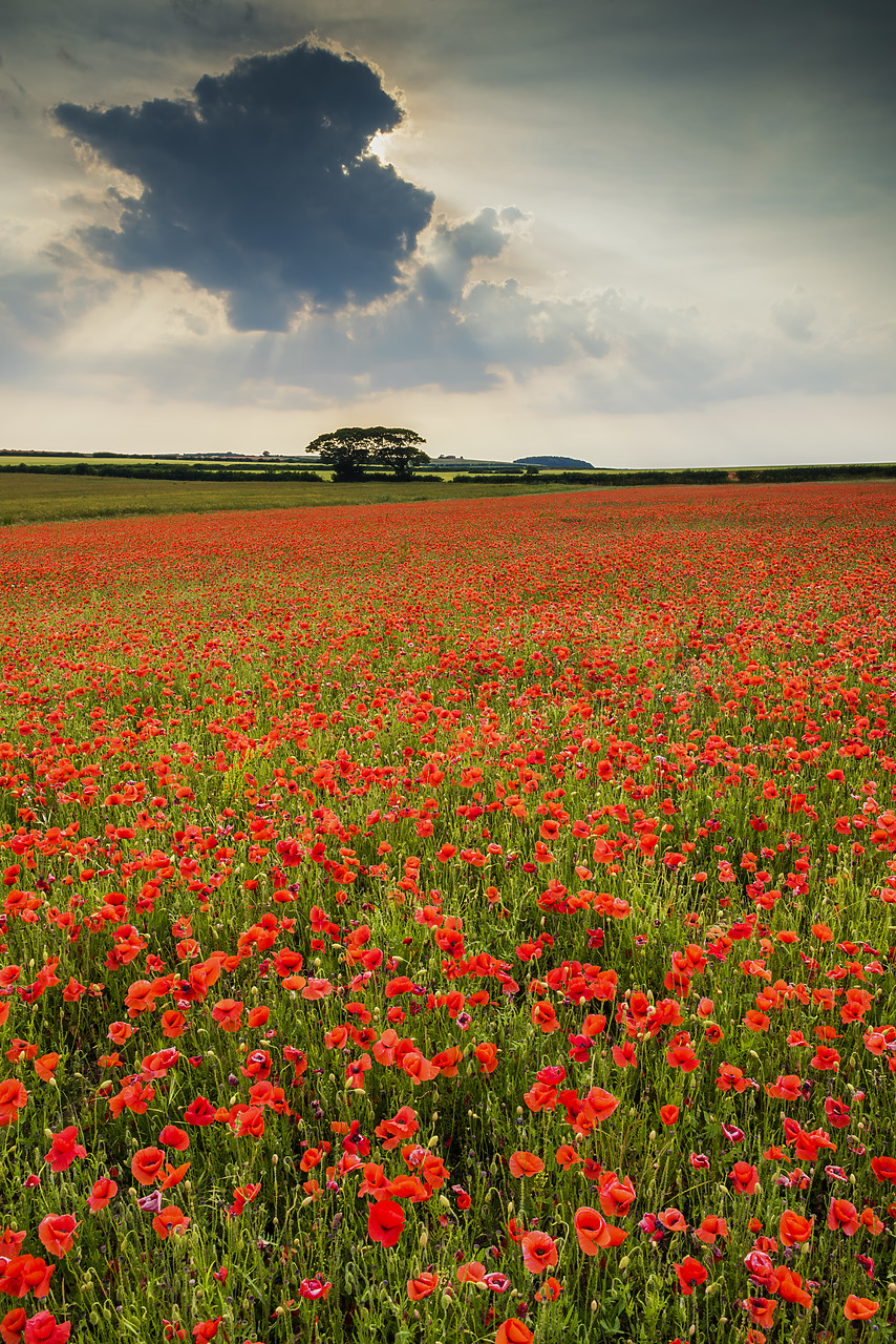 #170428-2 - Field of Poppies, North Norfolk, England