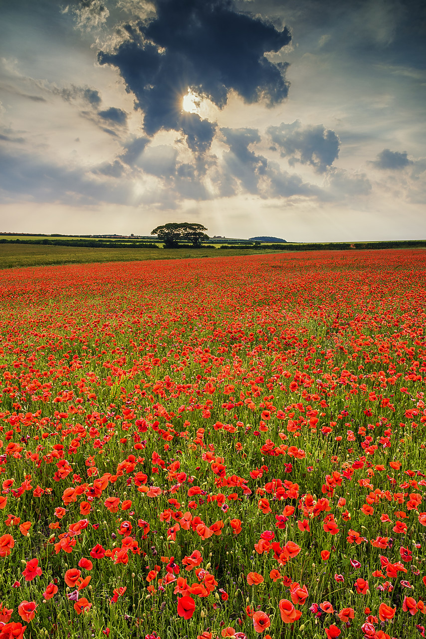 #170428-3 - Field of Poppies, North Norfolk, England