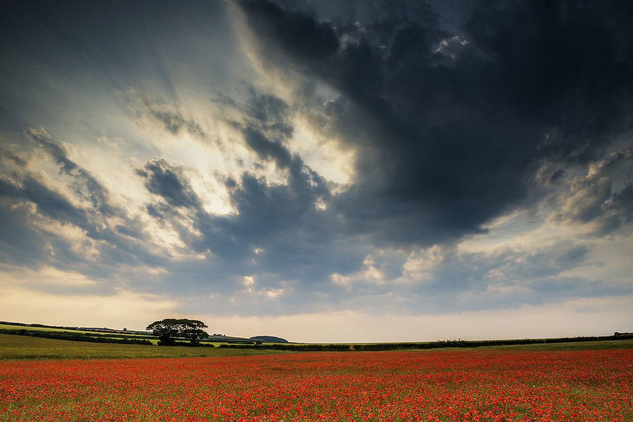 #170429-1 - Field of Poppies, North Norfolk, England