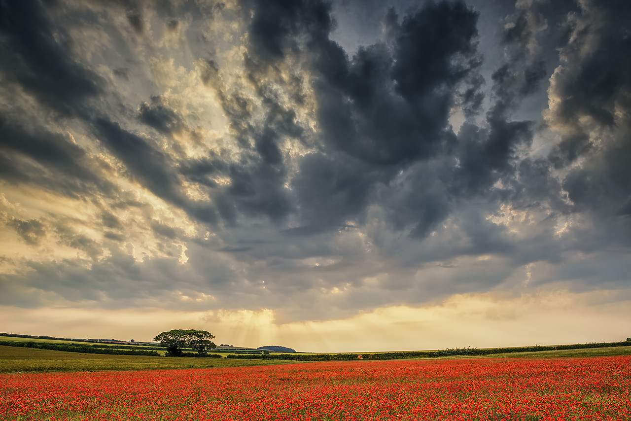 #170430-1 - Field of Poppies, North Norfolk, England