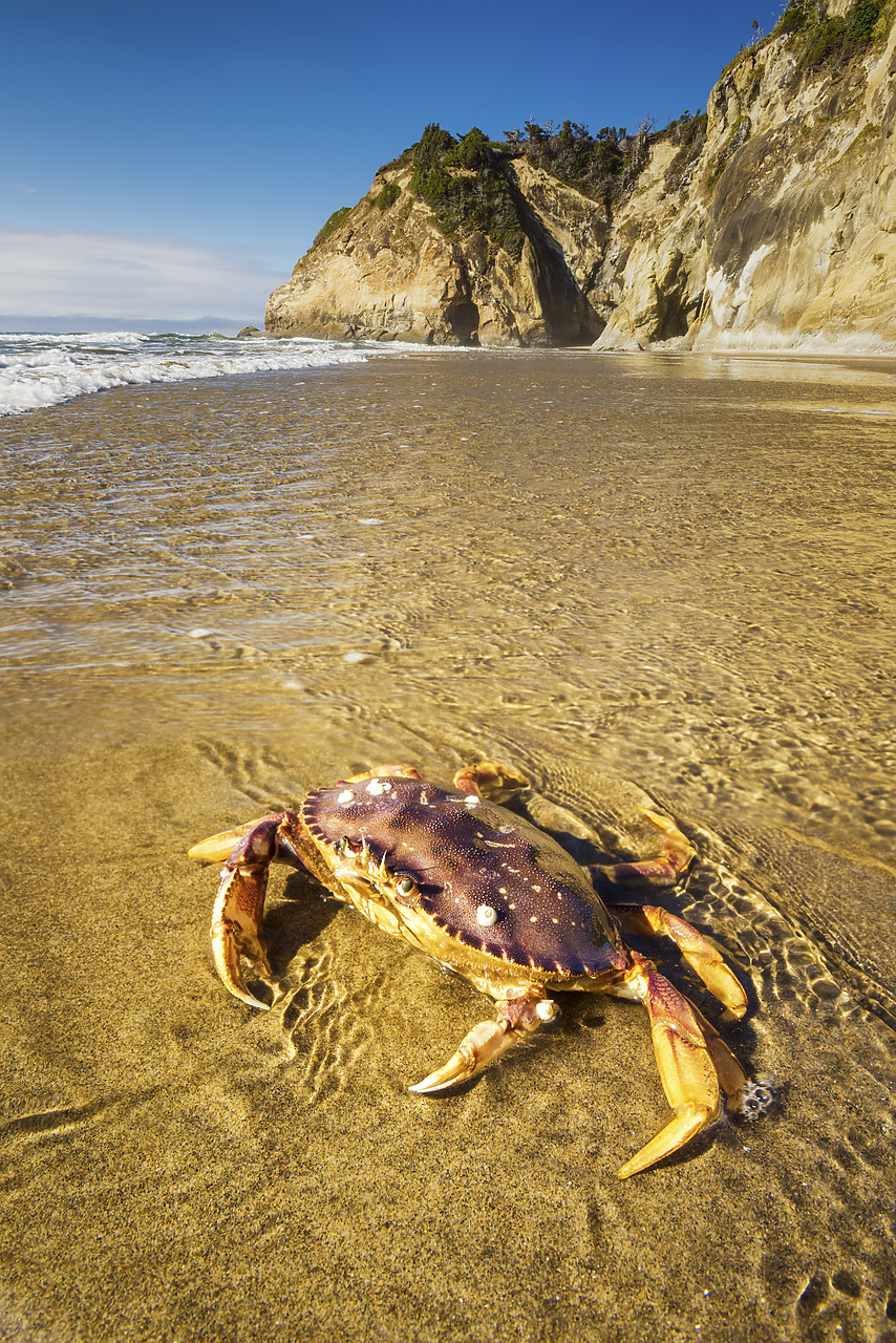#170431-1 - Dungeness Crab, Hug Point State Recreation Site, Oregon, USA