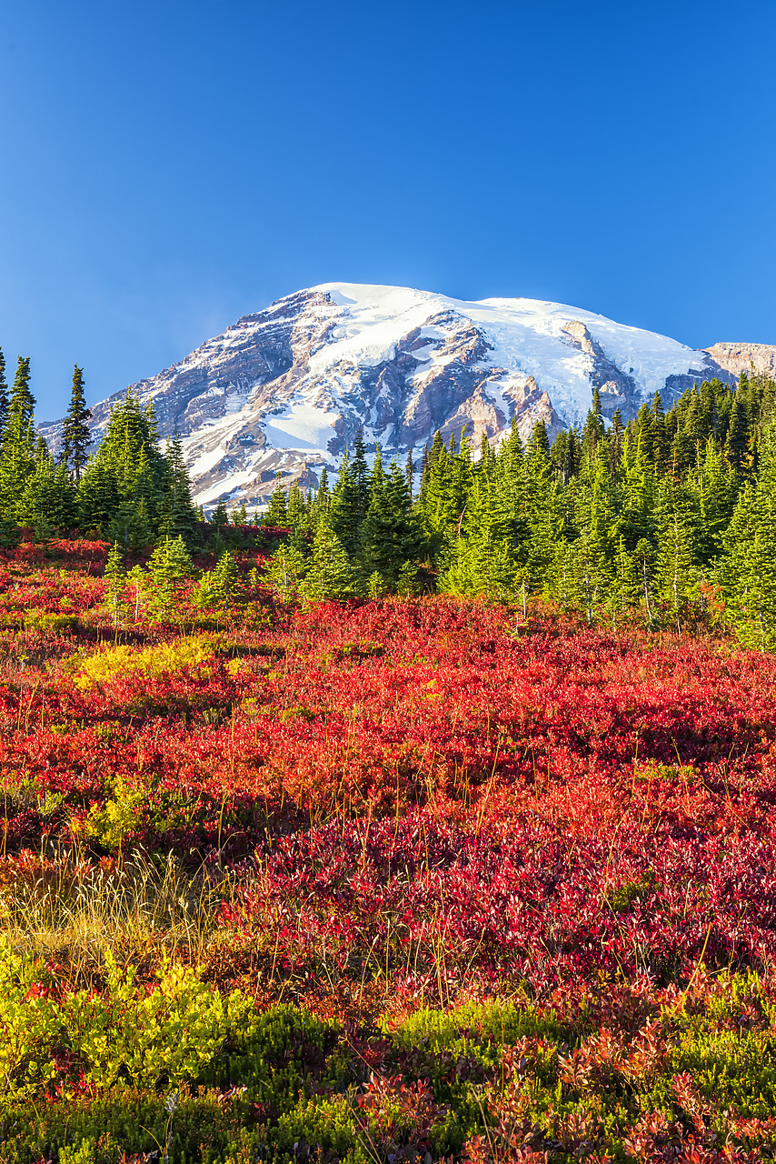 #170489-2 - Mt. Rainier in Autumn, Mt. Rainier National Park, Washington, USA