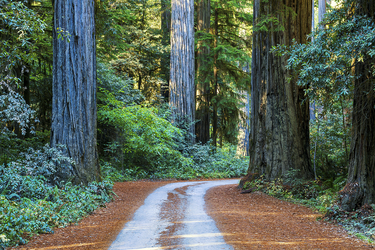 #170540-1 - Road Through Redwoods, Jedediah Smith Redwood State Park, California, USA