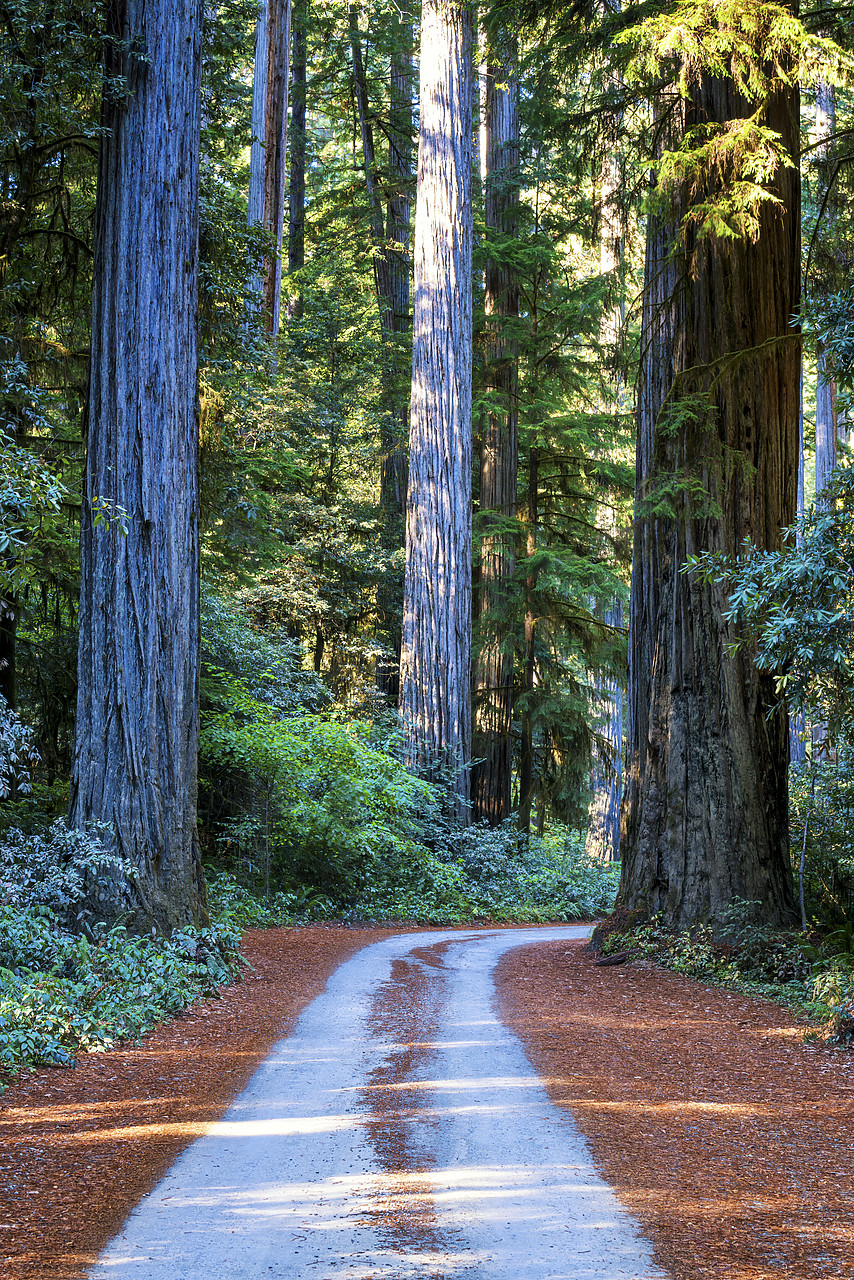 #170540-2 - Road Through Redwoods, Jedediah Smith Redwood State Park, California, USA