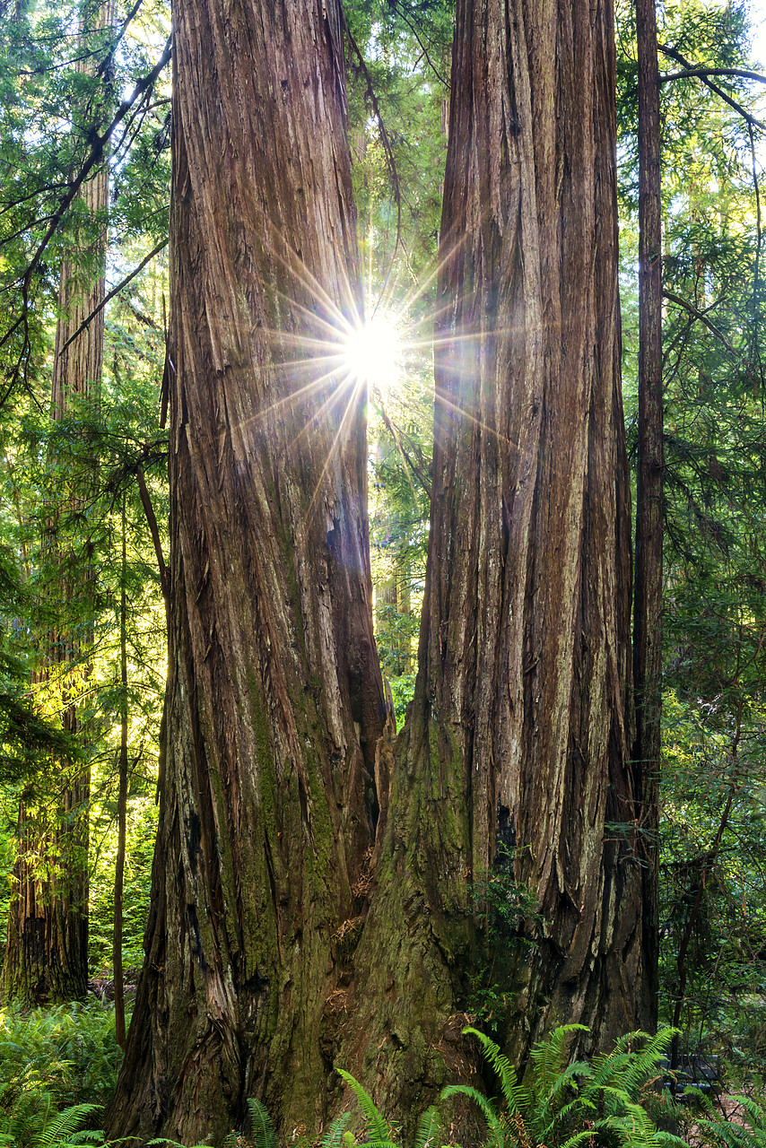 #170541-1 - Sunburst Through Twin Redwood Trees, Jedediah Smith Redwood State Park, California, USA
