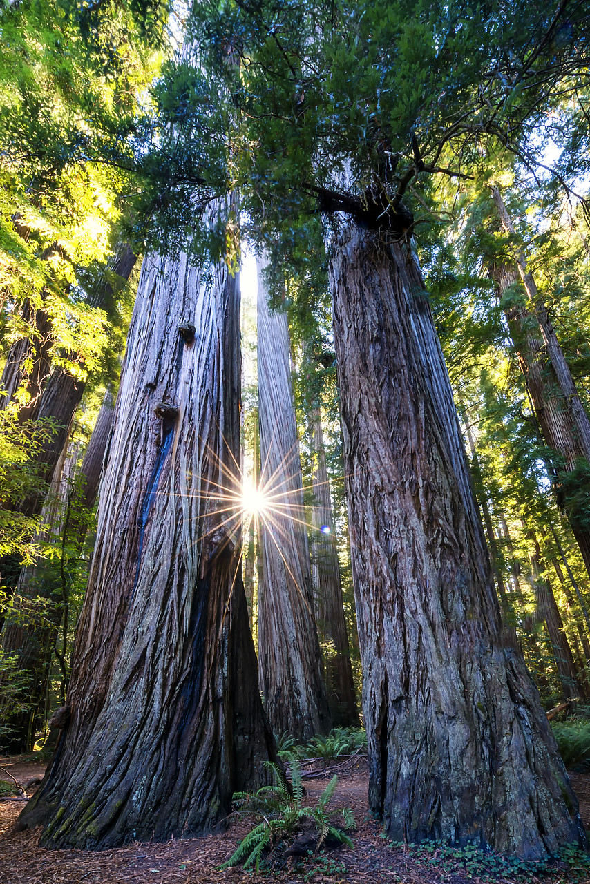 #170542-1 - Sunburst Through  Redwood Trees, Jedediah Smith Redwood State Park, California, USA
