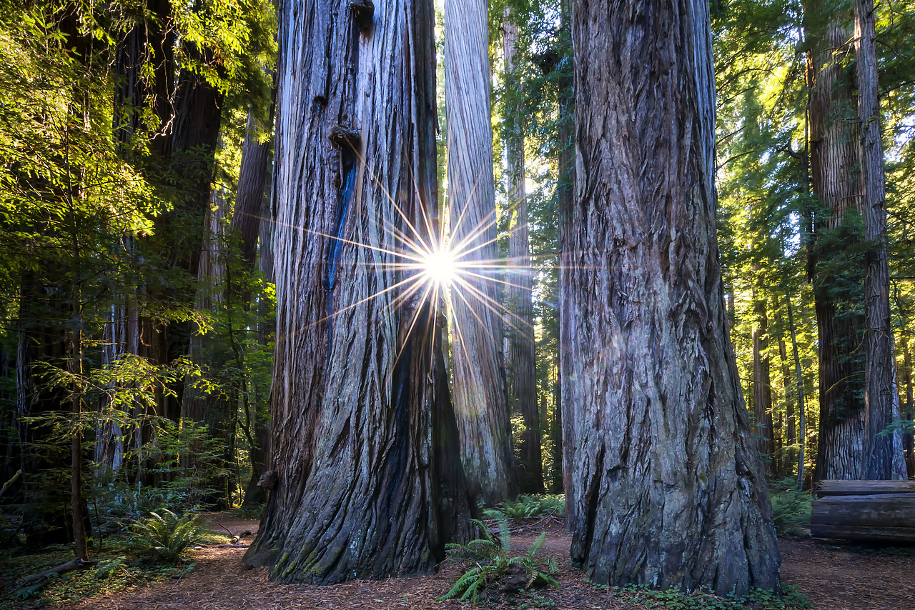 #170543-1 - Sunburst Through  Redwood Trees, Jedediah Smith Redwood State Park, California, USA