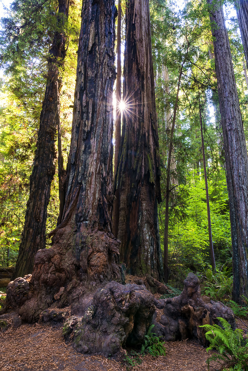 #170544-1 - Sunburst Through  Redwood Trees, Jedediah Smith Redwood State Park, California, USA
