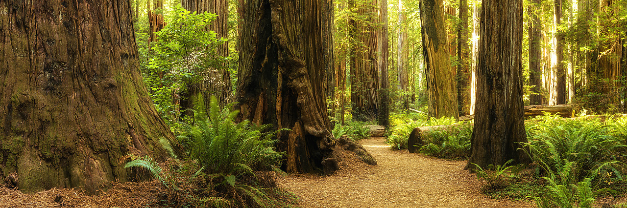 #170545-1 - Path Through Redwood Trees, Jedediah Smith Redwood State Park, California, USA