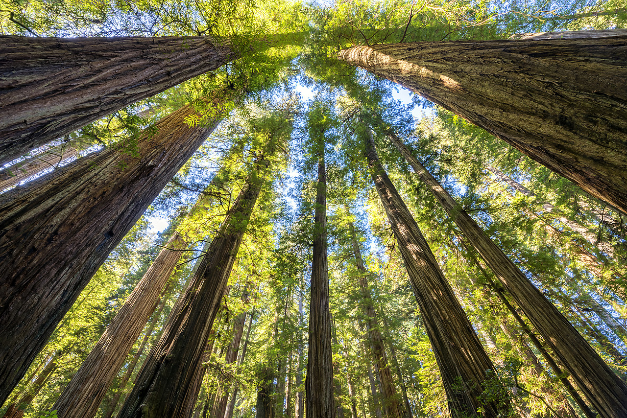 #170546-1 - Towering Giant Redwood Trees, Jedediah Smith Redwood State Park, California, USA
