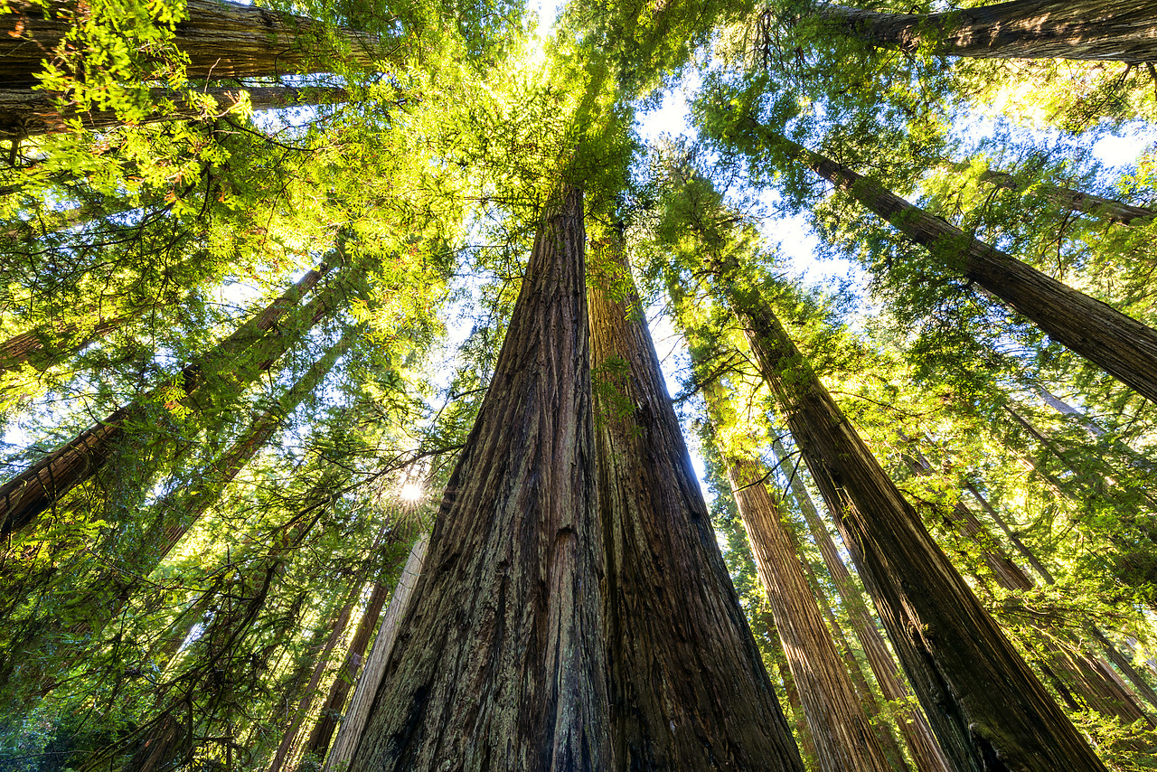 #170547-1 - Towering Redwood Trees, Jedediah Smith Redwood State Park, California, USA