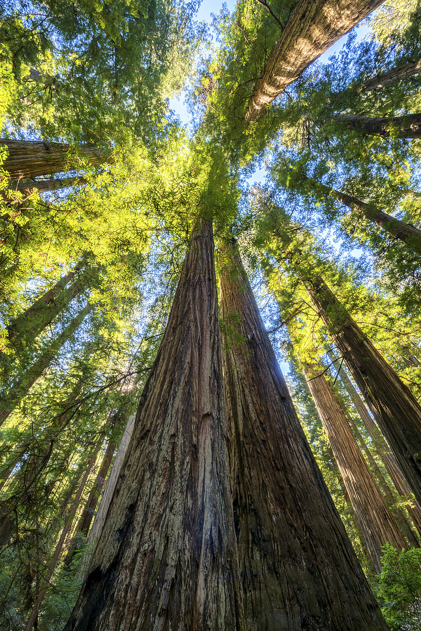 #170547-2 - Towering Redwood Trees, Jedediah Smith Redwood State Park, California, USA