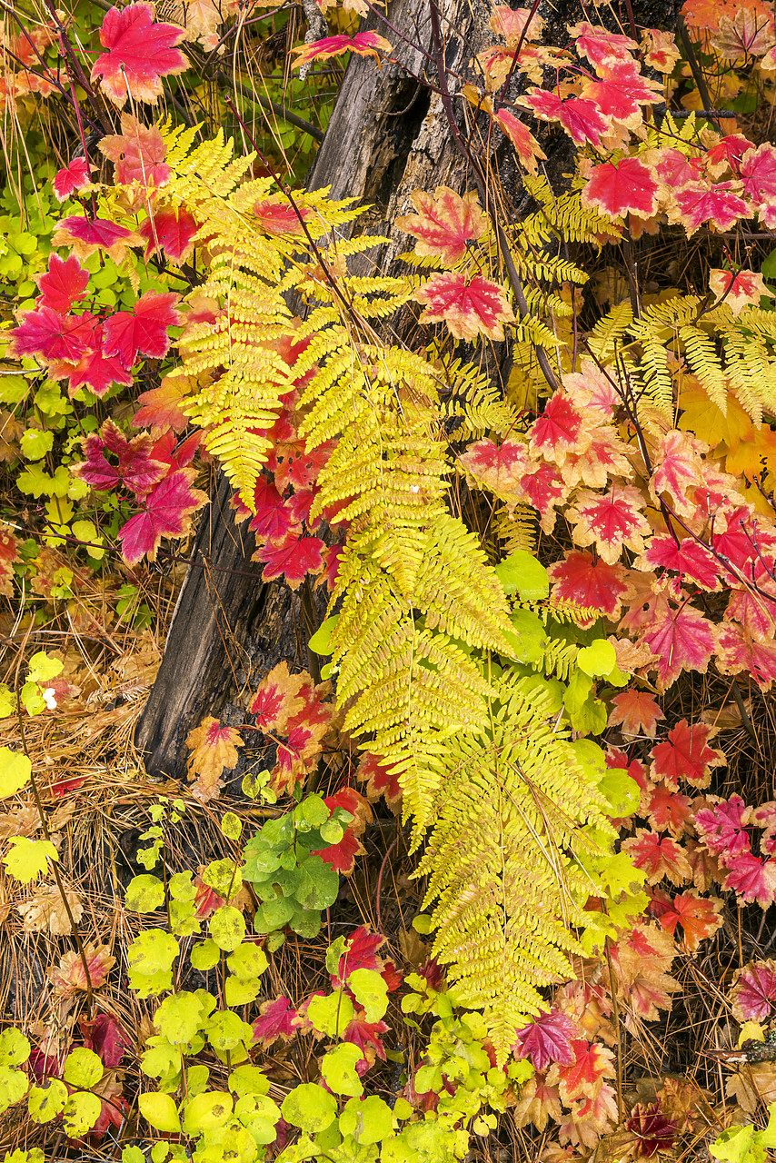 #170591-1 - Ferns and Vine Maples in Autumn, Wenatchee National Forest, Washington, USA
