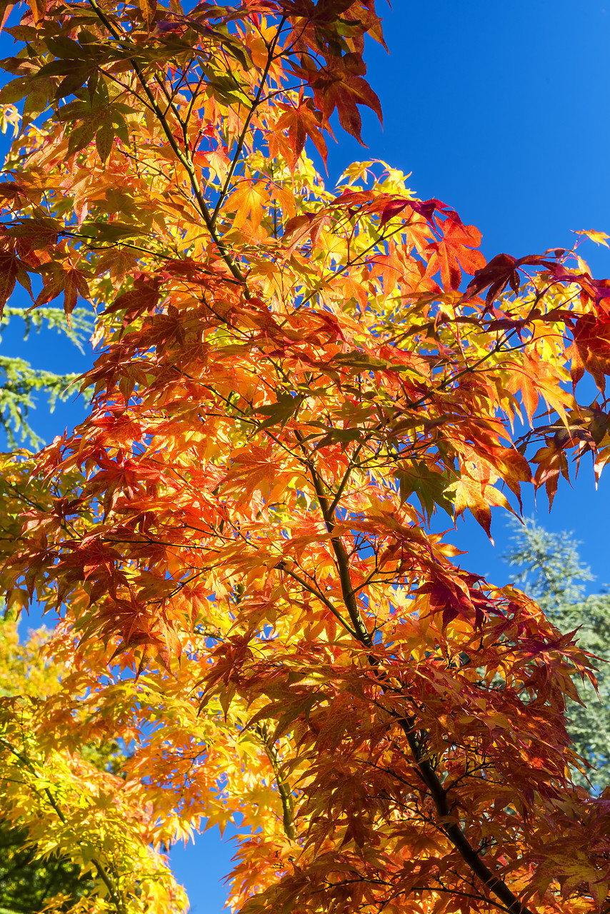 #170616-1 - Kubota Japanese Garden in Autumn, Seattle, Washington, USA