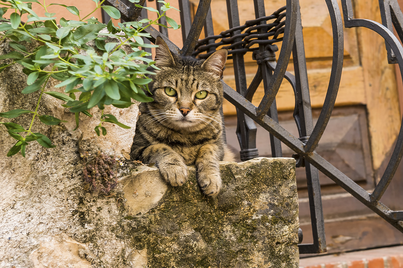 #170632-1 - Cat on Steps, Provence, France