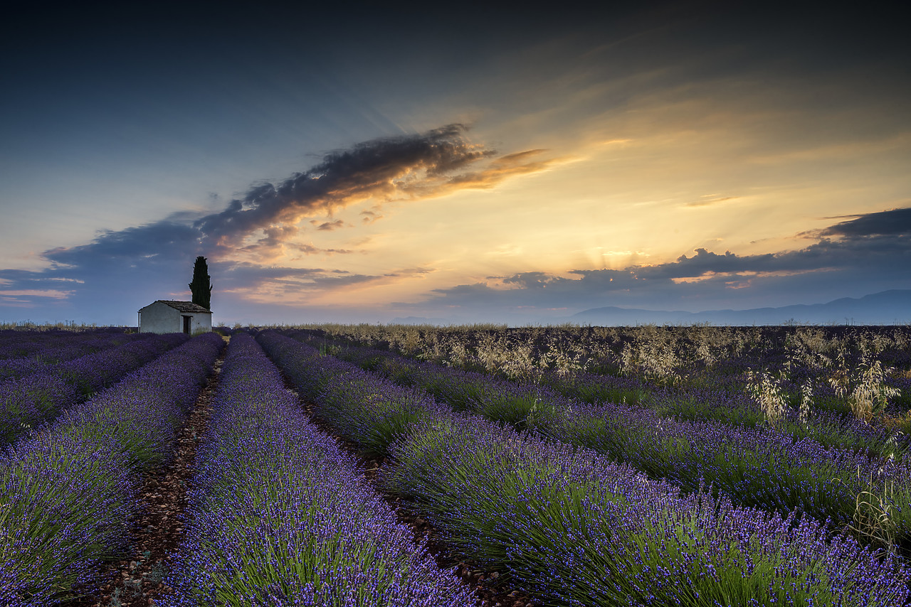 #170639-1 - Field of Lavender and Barn at Sunrise, Provence, France