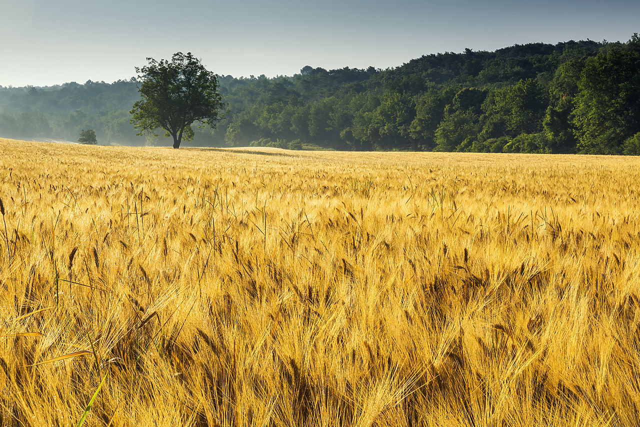 #170640-1 - Tree in Field of Wheat, Provence, France