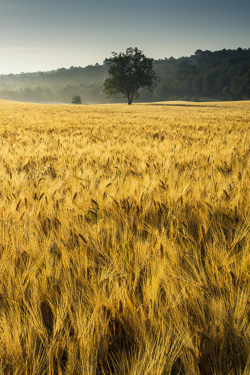 #170640-2 - Tree in Field of Wheat, Provence, France