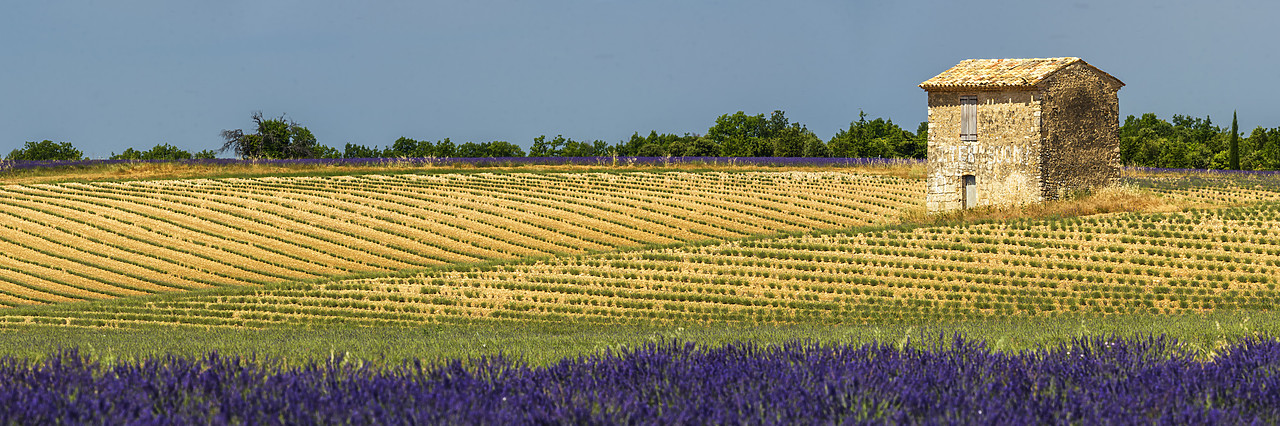 #170641-1 - Field of Lavender and Barn, Provence, France