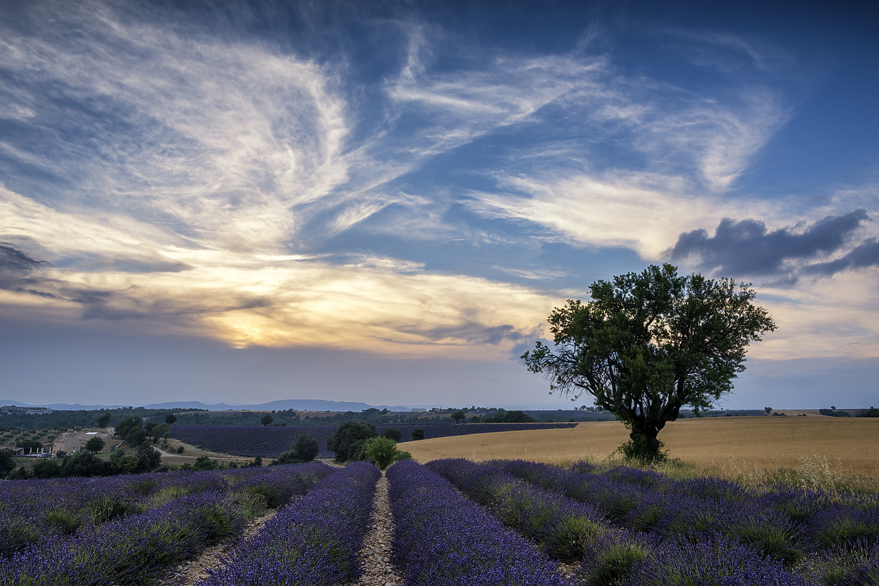 #170642-1 - Field of Lavender and Tree at Sunset, Valensole Plateau, Provence, France