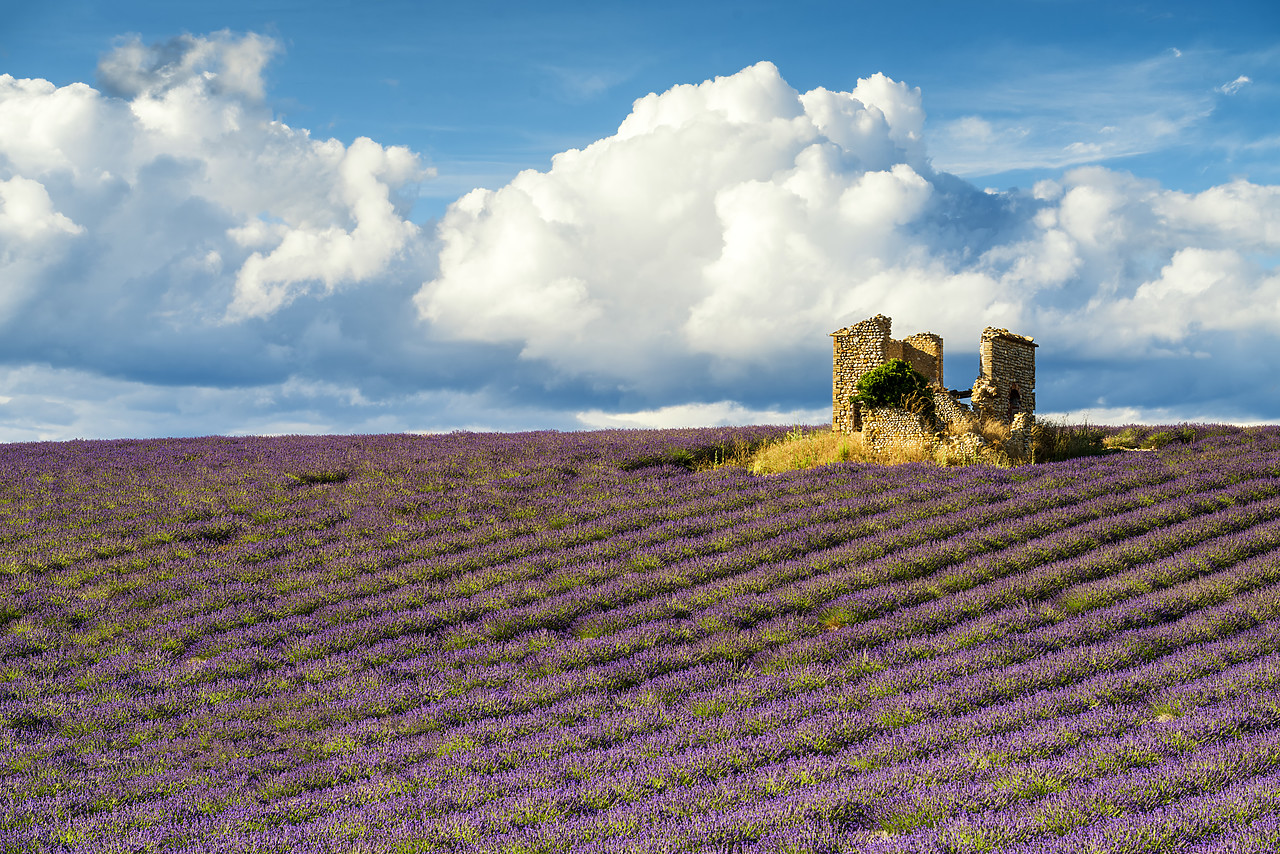 #170643-1 - Field of Lavender and Barn Ruin, Provence, France