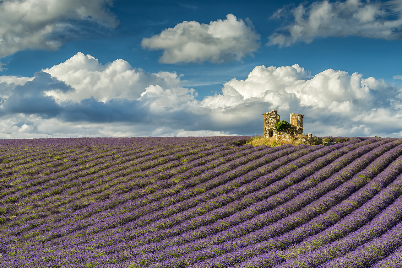 #170643-2 - Field of Lavender and Barn Ruin, Provence, France